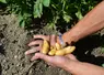 rattes dans la main d'un producteur de légumes de plein champ