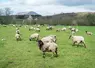 troupeau de mouton chaîne des puys
