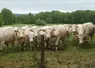 Vaches charolaises au pré