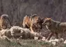 loup dévorant un mouton