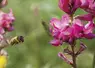 Une abeille récole du nectar sur une fleur de sainfoin