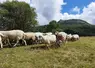 brebis au pied du puy de dôme