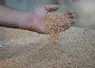 blé main récolte