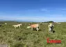 Vaches aubrac dans un pâturage de montagne