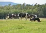 Border collie avec des vaches