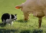 chien border collie avec vache charolaise