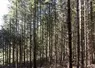 Une forêt de résineux en Lozère