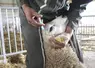 Un mouton se fait vacciner