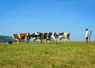 Un border collie quatre vaches et un éleveur dans une prairie