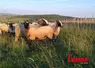 Plusieurs brebis parquées sur une montagne.