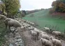 La progression de cette maladie vers le sud de la Belgique s’est accentuée depuis une semaine. 