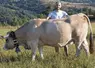 Florian Hostalier et l'une des Aubrac qu'il présentera à Nasbinals le 14 septembre