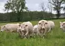 L'élevage de bovins viande est un des fleurons de la France.