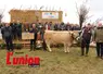 une vache beige au milieu d'un groupe de personnes