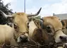 La fête de l'Aubrac à Nasbinals