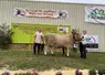 vache Aubrac présentée sur un podium