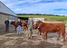 Jean-Pierre, Jacqueline et Thibault Roberton présentent les 3 génisses de leur élevage, inscrites au National Salers : Titane, Scarlette et Sagesse.