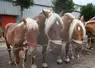 La foire aux chevaux se tiendra bien à Fay sur Lignon, mais avec quelques changements en termes d'accès.