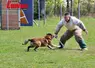 competition sportive canine, le chien et l'homme d'attaque