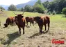 Vaches salers dans un pré debout