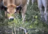 Une vache Aubrac mange du frêne