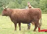 jeune éleveur brossant une vache salers dans un pré