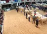 Des boeufs charolais se tiennent dans un ring avec leurs éleveurs et le jury, le public est réparti autour de l'espace.