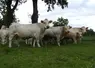 vaches charolaises dans un près