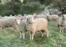 moutons aides ovins viande