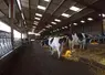 vaches prim holstein dans un bâtiment