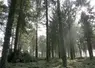 Une forêt en pleine lumière