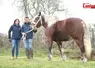 Un cheval comtois et ses deux propriétaires