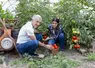 Deux personnes de générations différentes sans des plants de tomates