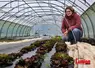 Maraichère, accroupie devant des plants de salade