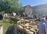 des lots de moutons