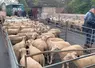 des lots de moutons