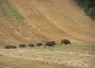 Sangliers dans un champ de céréales après récolte . Marcassins . Gibier . Faune sauvage . Chaumes . Sanglier.