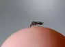 Les culicoïdes sont des insectes diptères de la famille des Ceratopogonidae. Ce sont des moucherons de petite taille (1 à 3 mm) qui volent en essaims. Dans le monde, on compte environ 1.400 espèces dont une centaine en Europe de l’ouest et seules une dizaine peuvent être vectrices de pathologies, les principales étant Culicoides obsoletus, imicola et pulicaris.