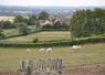 Vaches charolaises dans un pré.