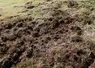 Dégâts de sangliers