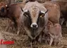 Vache aubrac qui allaite son petit veau. 