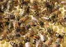 Les abeilles dans leur ruche