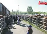 Chevaux dans des box