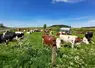 Vaches au pré