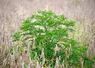 Plant d'ambroisie