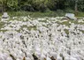 Des palmipèdes gras