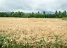 champs de blé