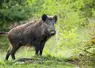 sanglier dans la nature