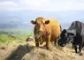 vaches en train de manger