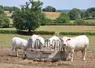 vaches dans un pré avec des fourrages.